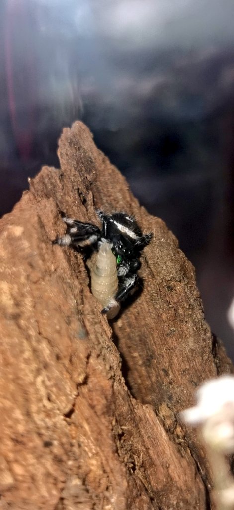 Nom! Die erste pinky Made. Es scheint zu schmecken... #jumpingspider #springspinne #phiddipusregius