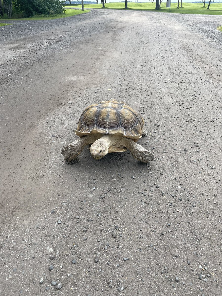 KankaanpaaSuvi's tweet photo. Kun olet Vaasassa lenkillä 🧐 #kilpikonna #kilpakonna #turttle #vaasa https://t.co/AOZcTHSHJA