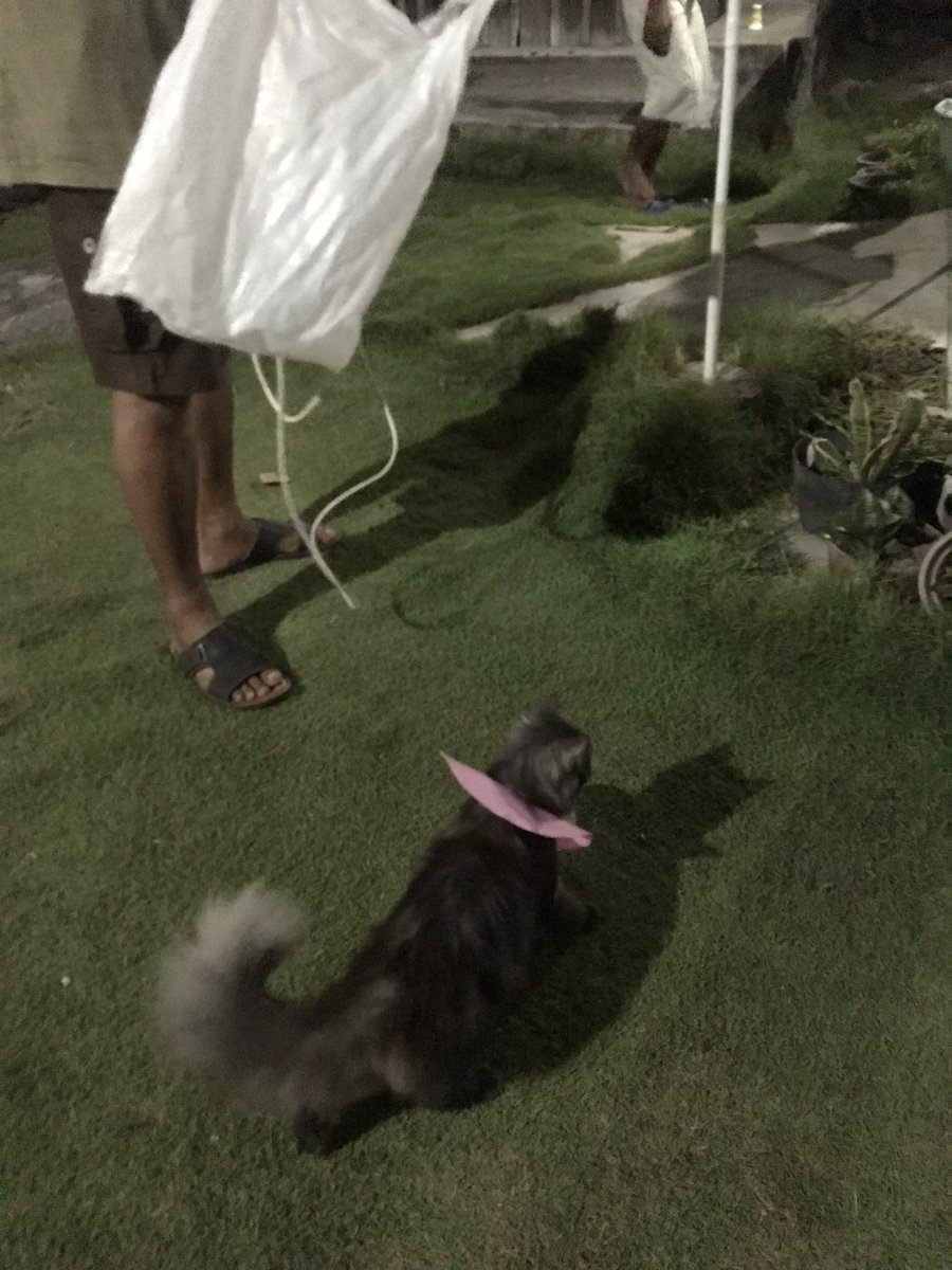 princesscikaa's tweet photo. Sibuk banget loly https://t.co/wydH8LqwaY
