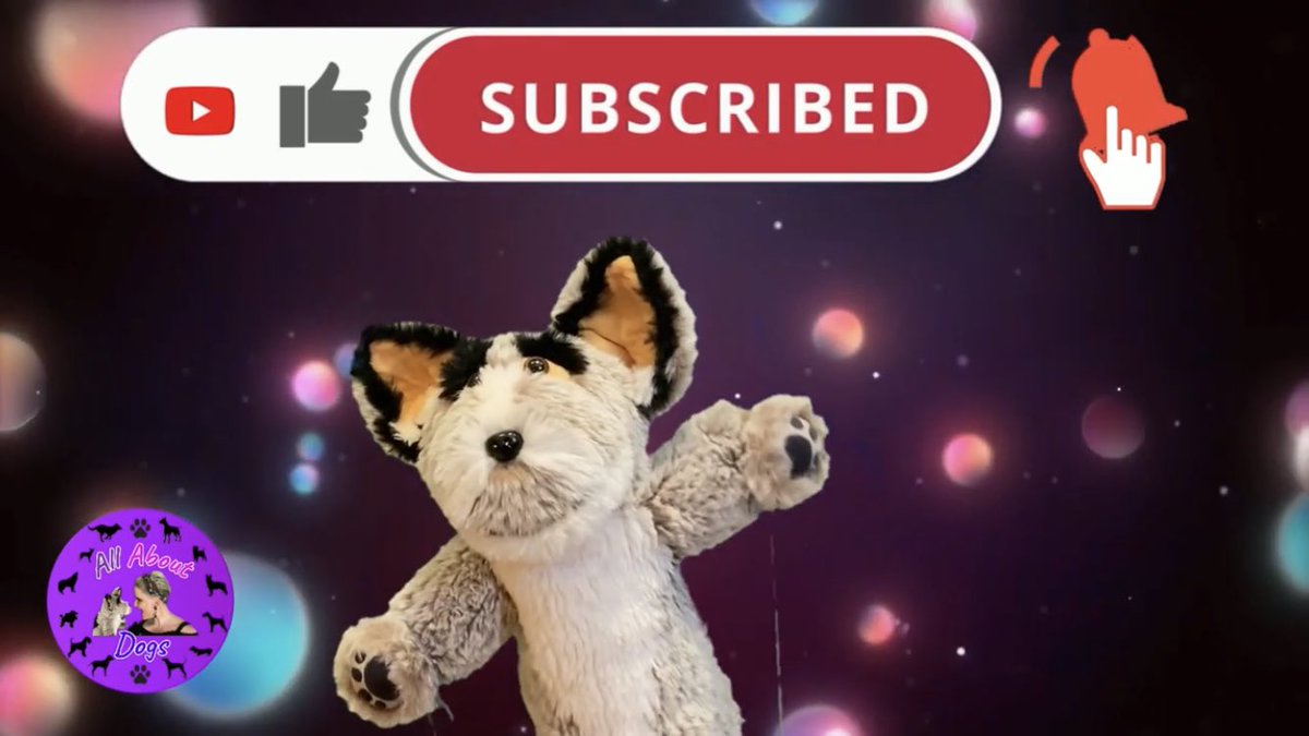 All About Dogs tweet media