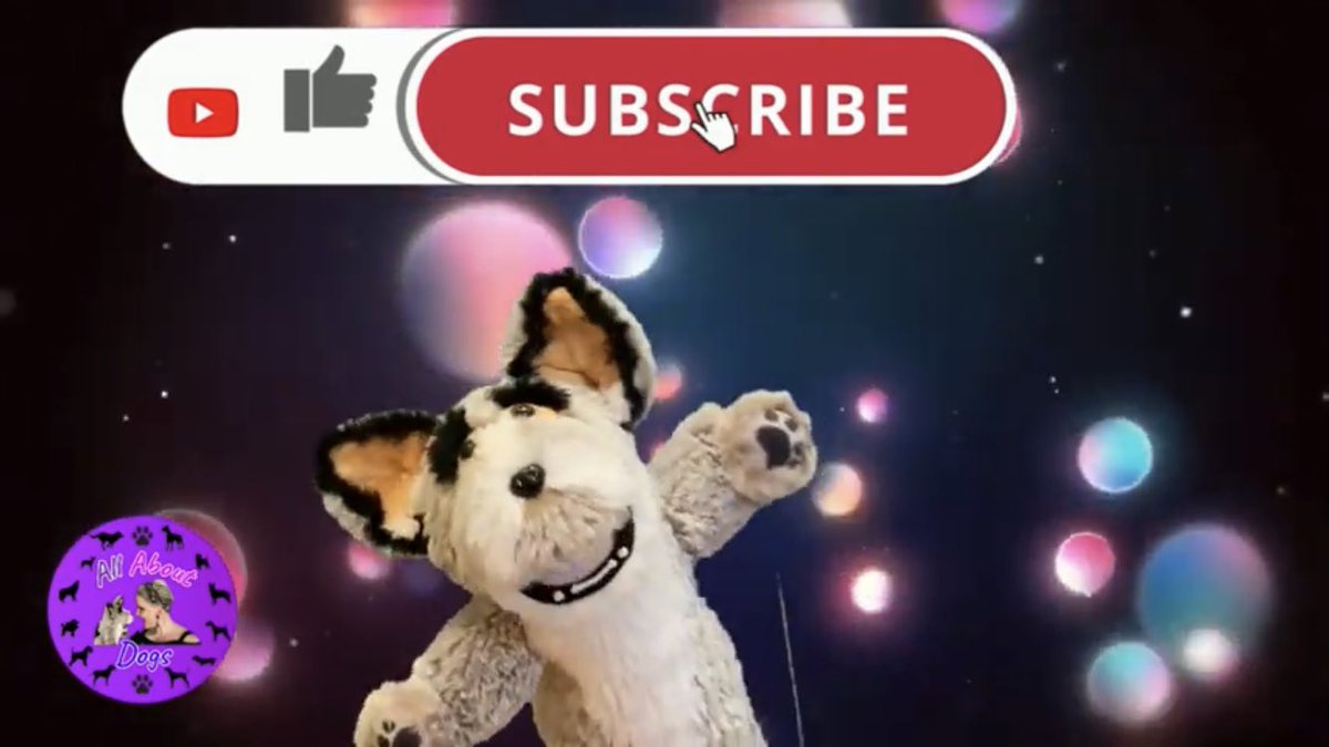 All About Dogs tweet media