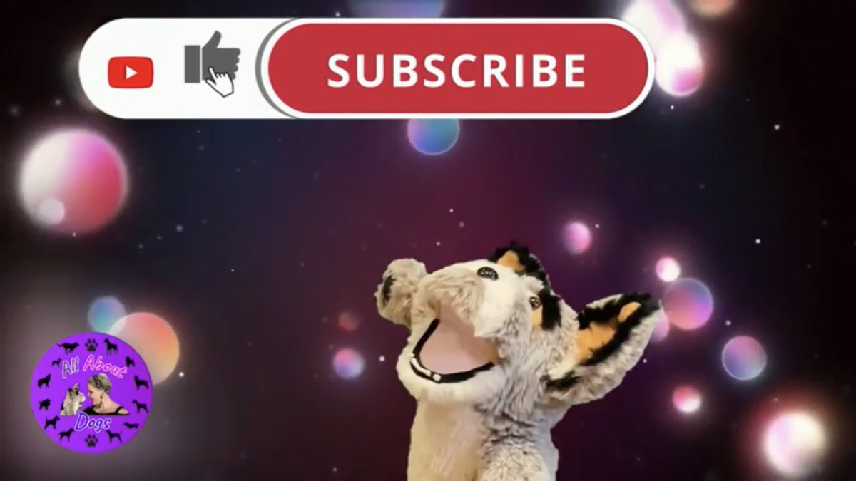 All About Dogs tweet media