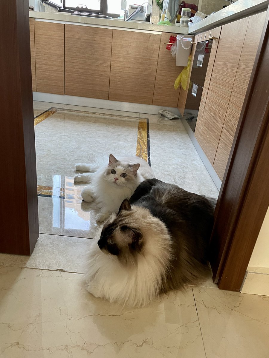 Evera31571908's tweet photo. いつもﾕﾅとｱｷﾗ❤️RT感謝です～今日も一日お疲れ様です🍵😺✧*
お休みなさい😌🐑💤💭

#猫 #猫写真 #cat #もふもふチャレンジ #ragdoll #ねこ #ラグドール #猫好きさんと繋がりたい #癒し #かわいい #猫のいる暮らし https://t.co/QpZWomckPX