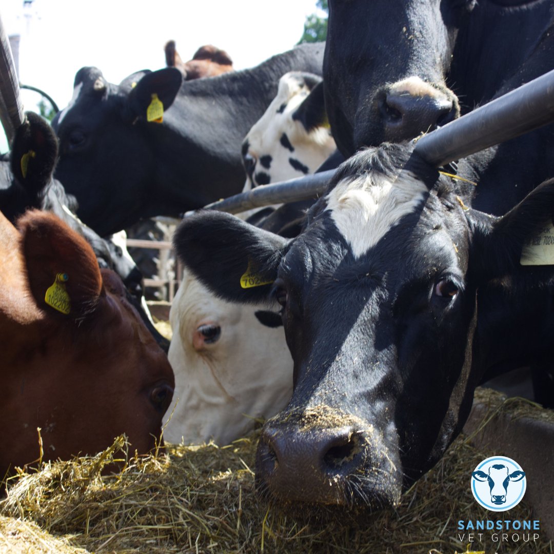 In the last month, we have carried out more than 23 training sessions on farm - bespoke to the farm team and farming system. Training doesn't always have to feel like a training course.  Speak to us if you have an idea for a topic! #bespoke #knowlegeable #noonesizefitsall