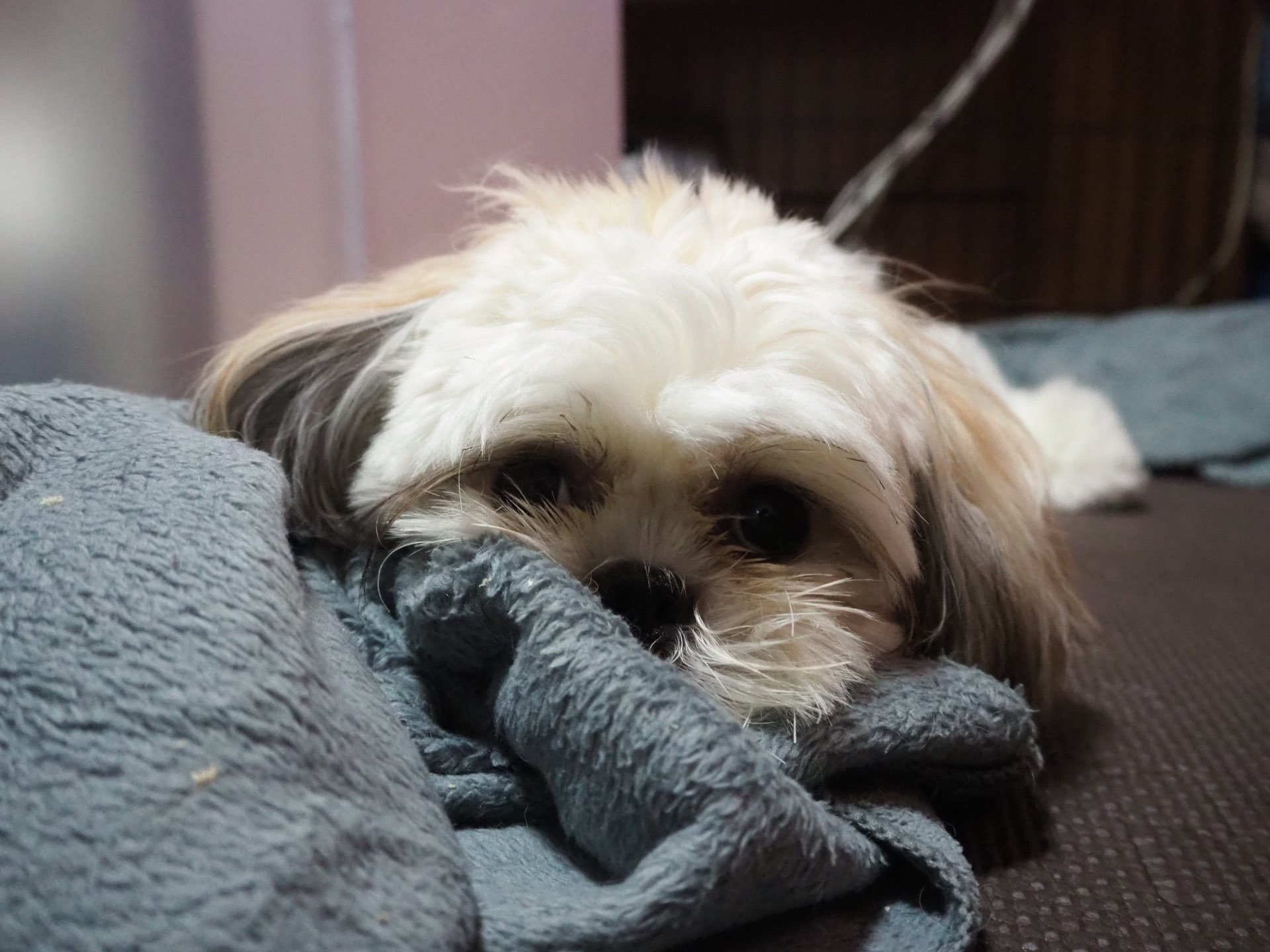 むぎ 毛布だいすき犬 マルチーズ シーズー マルシーズー いぬのいる暮らし 犬好きさんと繋がりたい T Co Yi2rvlfkxb Twitter