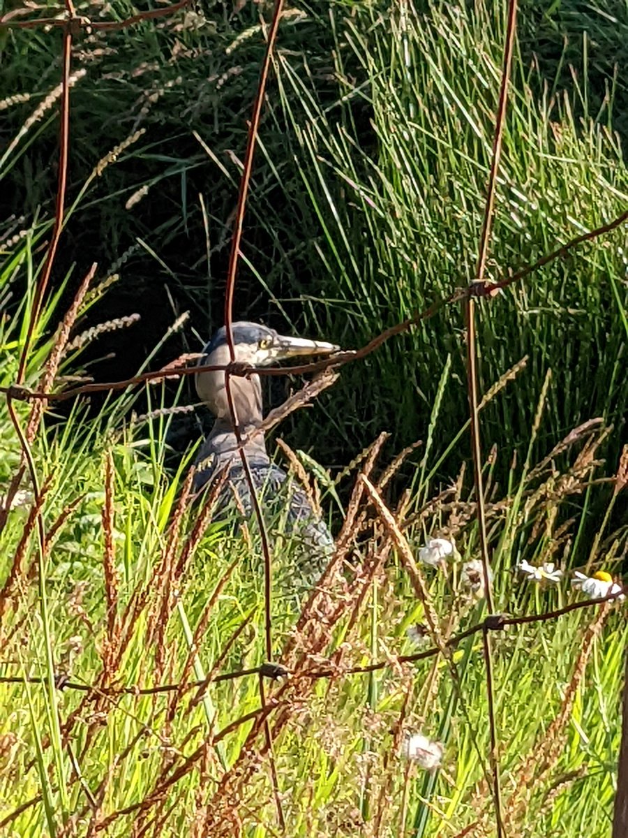 Happy #BCDay from me and my new neighbour! Stay as hydrated and cool as you can. #GreatBlueHeron #GetOutside