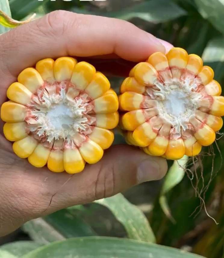 Alliance_Ag's tweet photo. How is your corn progressing?? Send pics! 

The Partnership That Yields!  https://t.co/0ps417Xz9j   https://t.co/Xv55REyO7H   (662)268-8006 #AllianceAg #SouthernAg #Farming #Farmer #Crops https://t.co/xhY02ohBoI