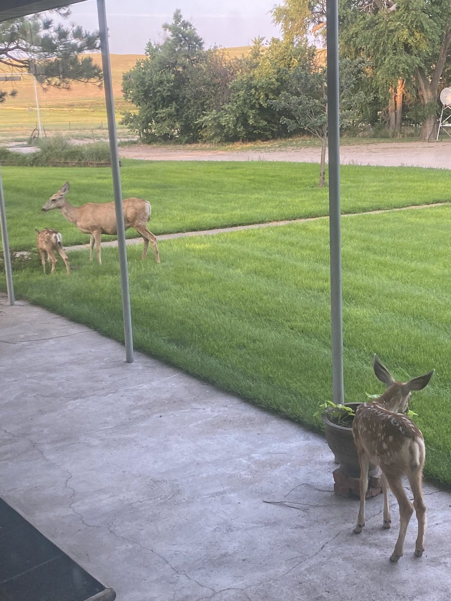 Stop eating the flowers!!!