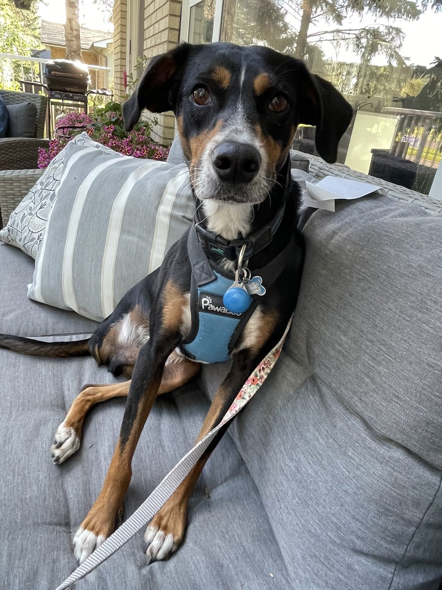 hill_leslie's tweet photo. My foster dog went missing in deep SE- Copperfield, New Brighton, McKenzie area! He’s got three legs and a distinctive hopping walk. He was adopted yesterday and got startled and ran away. Let me know if you see him- don’t approach him or call out as he is skittish and will run. https://t.co/0b22pszZIn