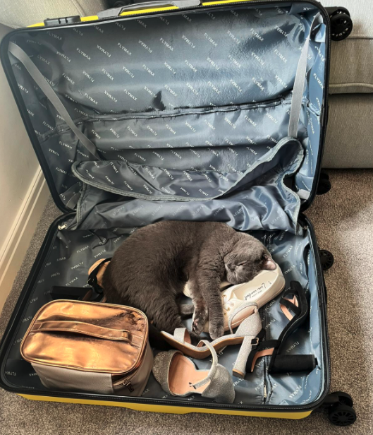 Reattendance (@re_attendance) on Twitter photo We are packing for this week's One Voice Conference in Dallas, TX - and have made sure we've packed the cat.
#ovc22 <a href="/onevoiceconf/">One Voice Conference</a> #voice #events #dallas We are packing for this week's One Voice Conference in Dallas, TX - and have made sure we've packed the cat.
#ovc22 <a href="/onevoiceconf/">One Voice Conference</a> #voice #events #dallas