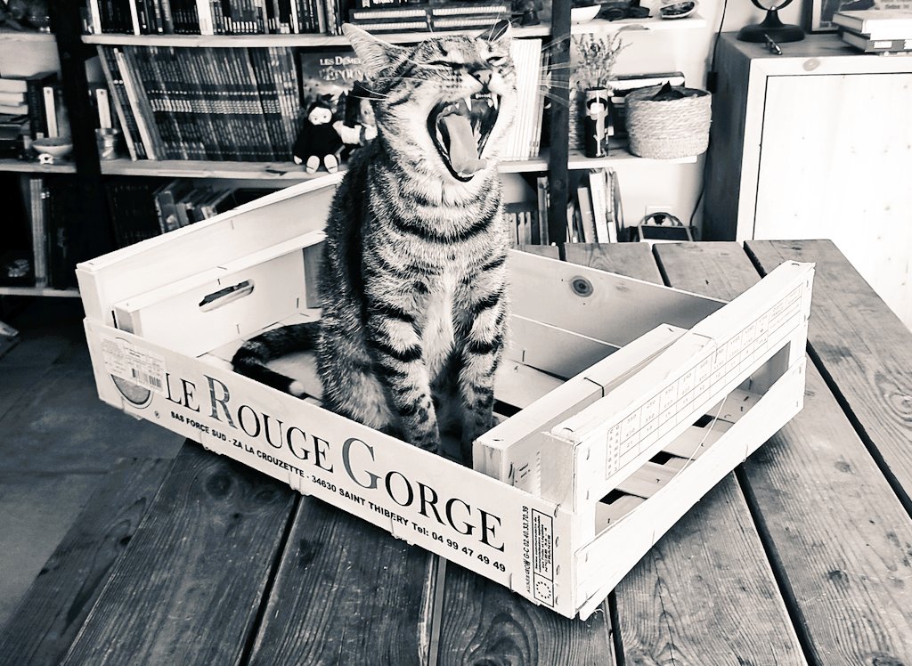 "-Aaaaaaaaooooooohhhh...(yawn)... Life is so hard... To sleep or to relax?"
😉😁🐈🐾
#catlife #viedechat