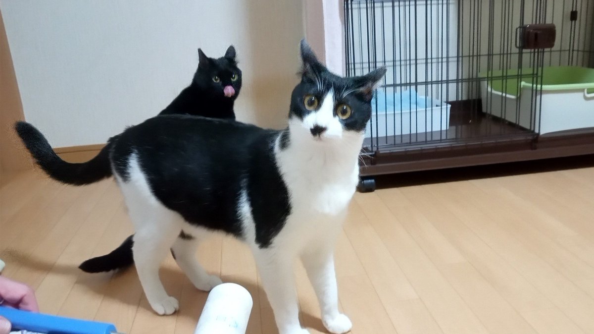 573AK's tweet photo. 活動費は支援者様のご協力と2人の生活費から捻出されています
医療費ご飯代等不足しています

いいねリツィートブログを読んで頂けるだけで��励みになります

猫達には助けが必要です
宜しくお願いします🙇‍♀️

地域猫ボランティア【るーも】
https://t.co/XHEiGxxUPn
Amazon欲しい物リスト有ります https://t.co/8VruwkNeTw