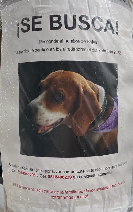 Quetta_CR's tweet photo. @AileePl @PrrosPerdidosMX @CaninaAmber @SalvandoPatitas No se si ya te lo compartieron y si es pero por acaso. Buen día https://t.co/agIKegwAbD