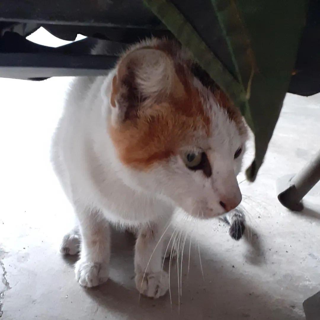 CEUcats's tweet photo. Sometimes, you just cant say no.
Saw this kitten at savemore salawag..she is very thin and small.
I tried leaving her some water and cat food, wet ans dry, pero she ignored them and begged for pets instead.
#CEUcats help rt https://t.co/1Qnt97INVr