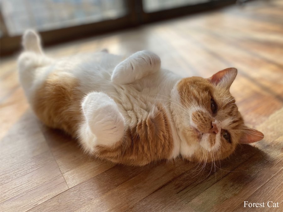 フォレストキャット 秋田にある猫カフェ 子猫のへや