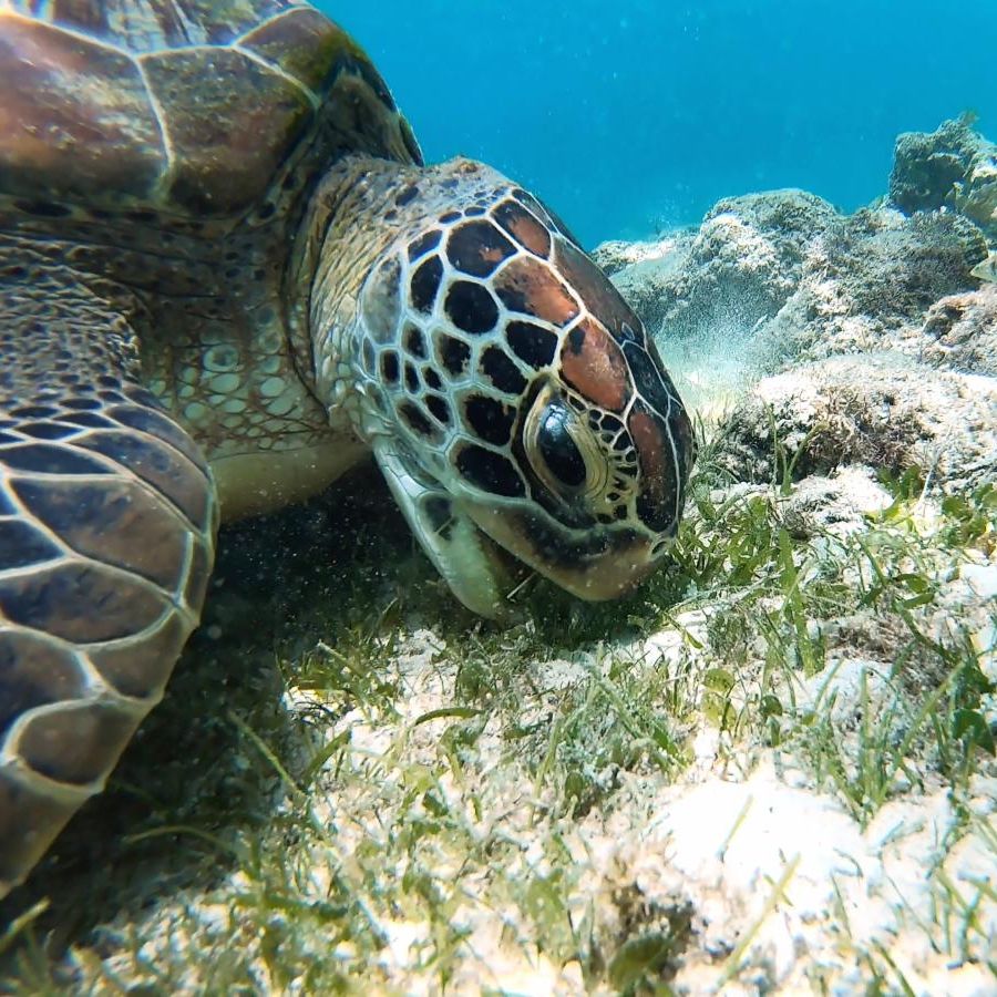 MLRProject's tweet image. DYK? Green sea turtles are named after what they eat! This species of turtle consumes high volumes of seagrasses. Though green hatchlings are omnivores, fully grown green sea turtles are herbivores!