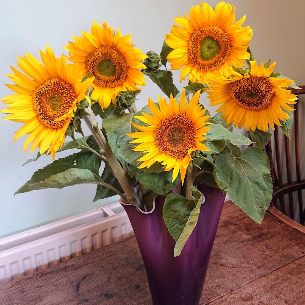 JDressingTable's tweet image. I'm showing off these sensational sunflowers I was #gifted by a lovely Client at her Hair&amp;amp;Makeup Trial.
#Ad Liz doesnt have a social media account for Sindons Mill Sunflowers yet, so she's asked me to shout about them. These beauties are £5 for 5. Contact:pfbeaumont@btconnect.com