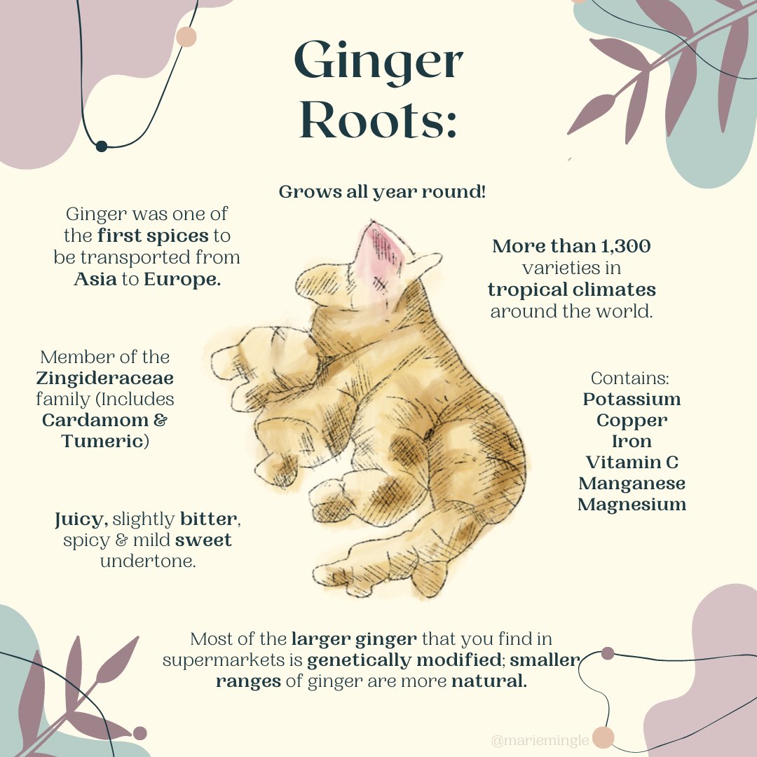 mariemingle's tweet photo. Glorious ginger is here and here to stay in my recipes! Learn more about ginger, its benefits and even how you can use the leaves!🍃⁠
⁠
Coming soon is also one of my yummy smoothies featuring this healthy little root, so keep an eye out! 👀⁠ https://t.co/WkKGLsLTUF