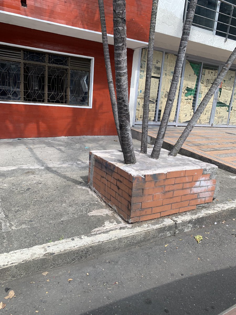 ¿Qué gana la alcaldía de Ibagué poniéndole cemento a una palmera? 

No contentos con el arboricidio del Parque Centenario, ahora quieren asfixiar las pocas palmeras de la calle 15.