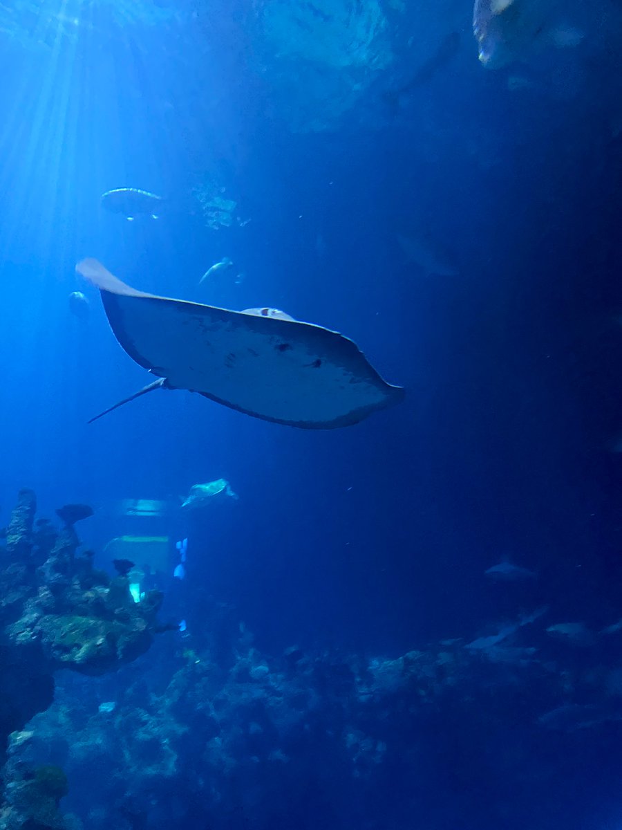 DoncasterYAS's tweet photo. On our way back from an awesome day @TheDeepHull. We really enjoyed seeing everyone enjoy themselves - even the fish! π π¬π Canβt wait for more of our summer programme - this is only just the beginning! π #WeFoundNemo #FindingNemo #DNSummerProgramme22 https://t.co/HPTCkixrqZ