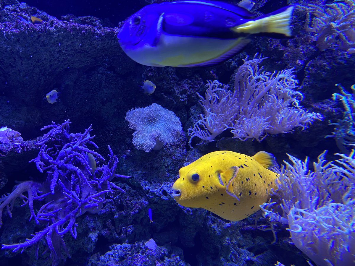 DoncasterYAS's tweet photo. On our way back from an awesome day @TheDeepHull. We really enjoyed seeing everyone enjoy themselves - even the fish! π π¬π Canβt wait for more of our summer programme - this is only just the beginning! π #WeFoundNemo #FindingNemo #DNSummerProgramme22 https://t.co/HPTCkixrqZ