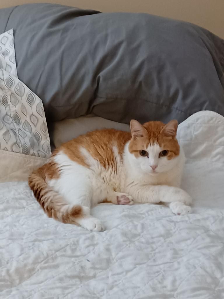 Joe Hung tweet media