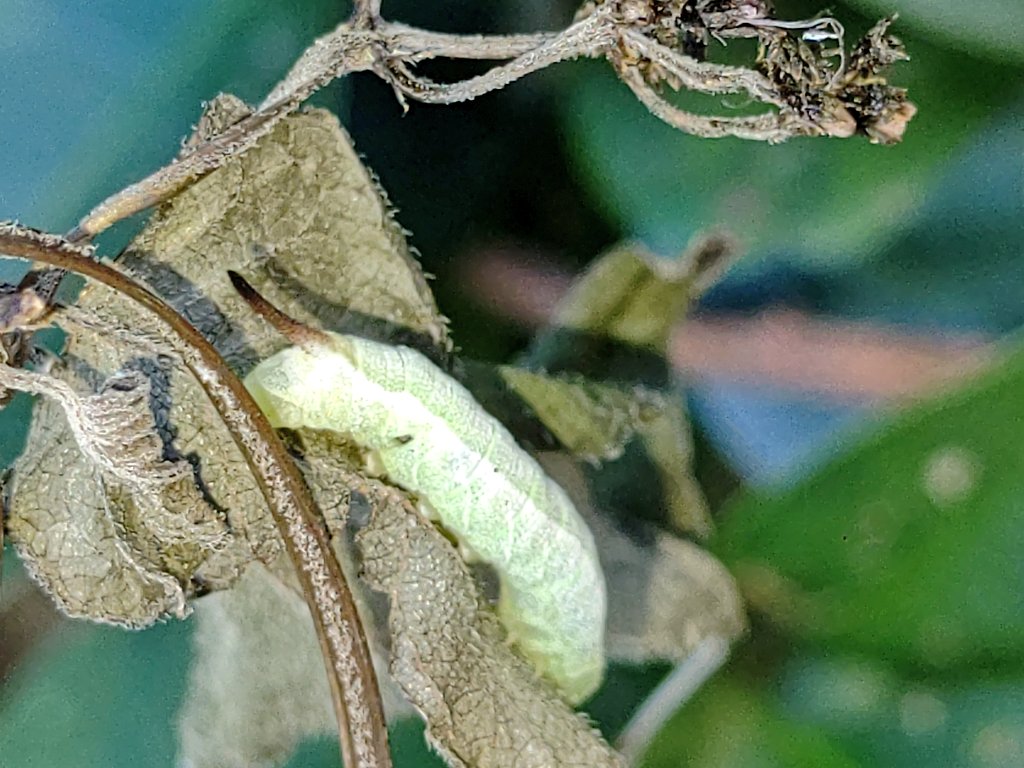 くーちゃん 枯死させられたカラスウリ だったかな の葉に取り残された まだ小さなスズメガの幼虫君 スズメガの仲間の幼虫は 種類を問わず必ず尻に尾角を持つので 種は解らずとも直ぐにソレと判ります 蛾 幼虫 イモムシ スズメガ 所で君 誰の子