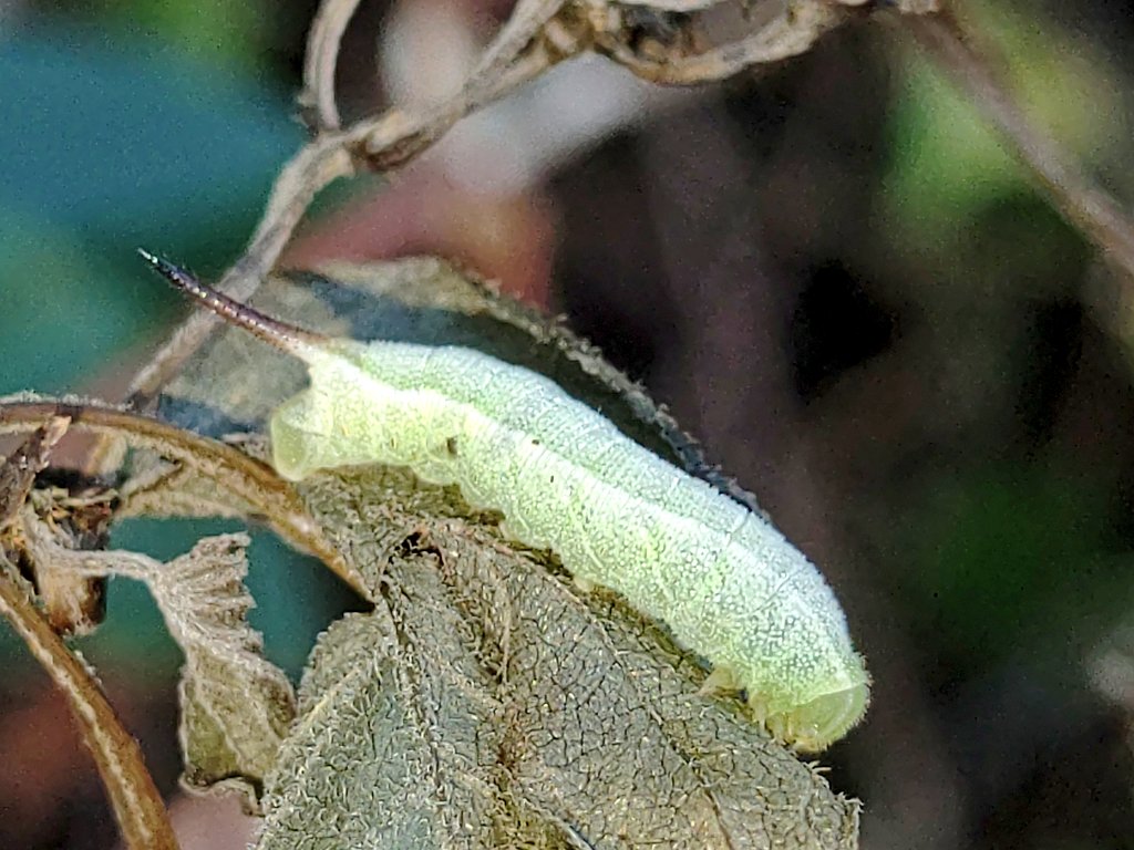 くーちゃん 枯死させられたカラスウリ だったかな の葉に取り残された まだ小さなスズメガの幼虫君 スズメガの仲間の幼虫は 種類を問わず必ず尻に尾角を持つので 種は解らずとも直ぐにソレと判ります 蛾 幼虫 イモムシ スズメガ 所で君 誰の子