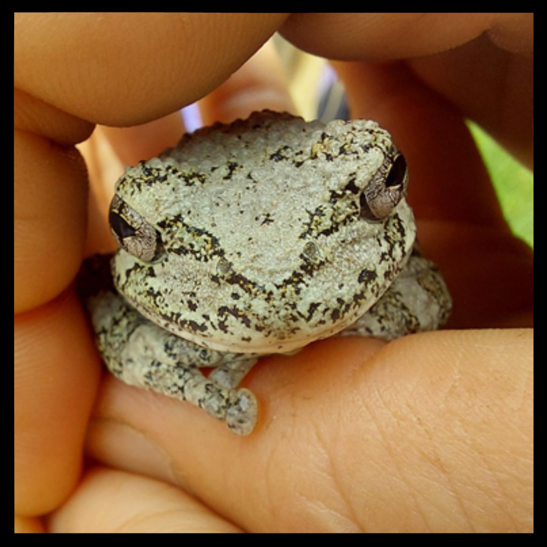 Friends of the Rouge tweet media