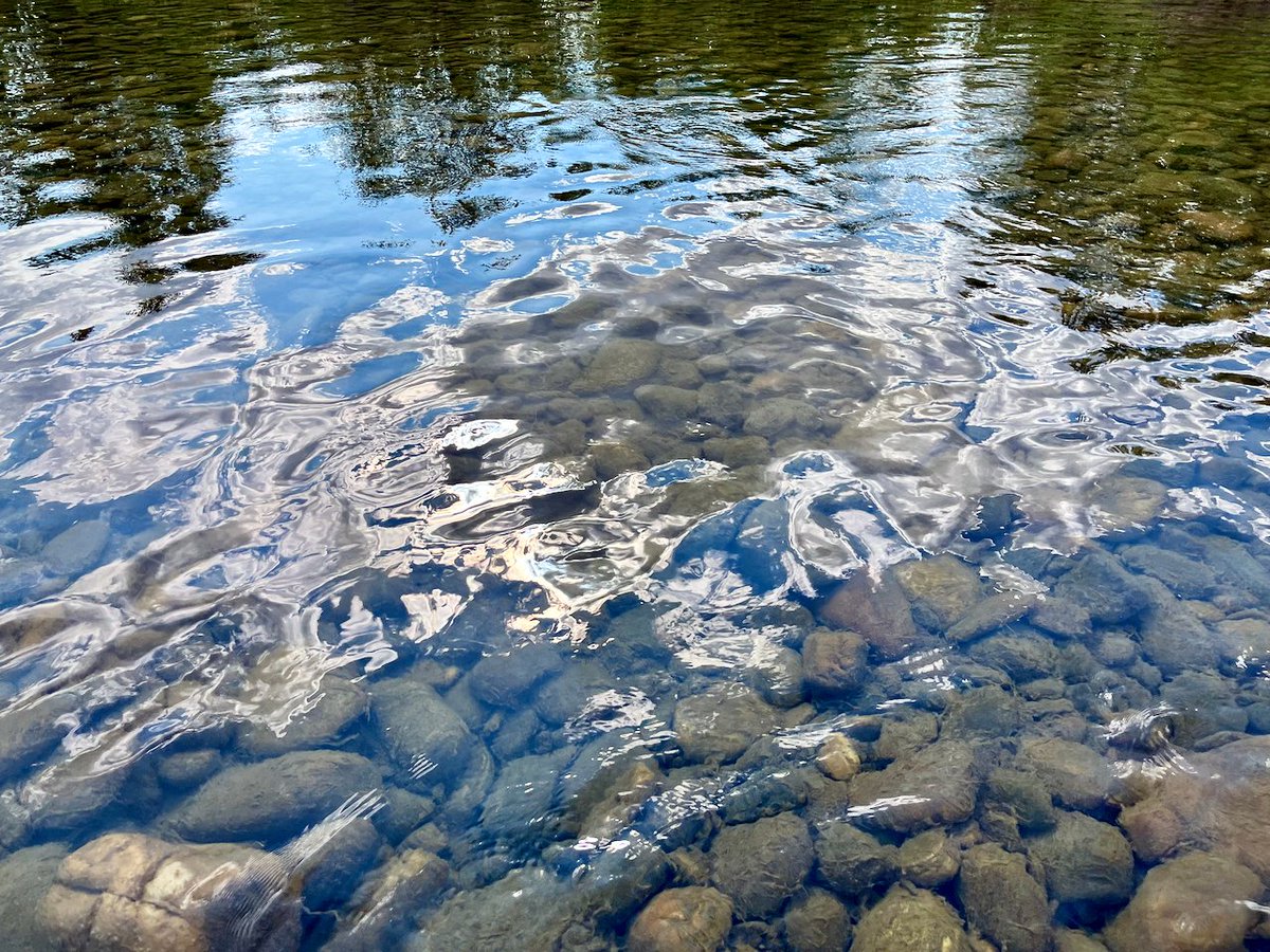 JasonKechely's tweet photo. Good morning fine people, happy August (already?!?!)...
I took a little mid-Summer social media break. It was nice, but I missed you all.
Some scenes from swimming in the #GallatinRiver south of Cameron Bridge yesterday.
#Reflections #MontanaSummer https://t.co/8FfyI6uo8w