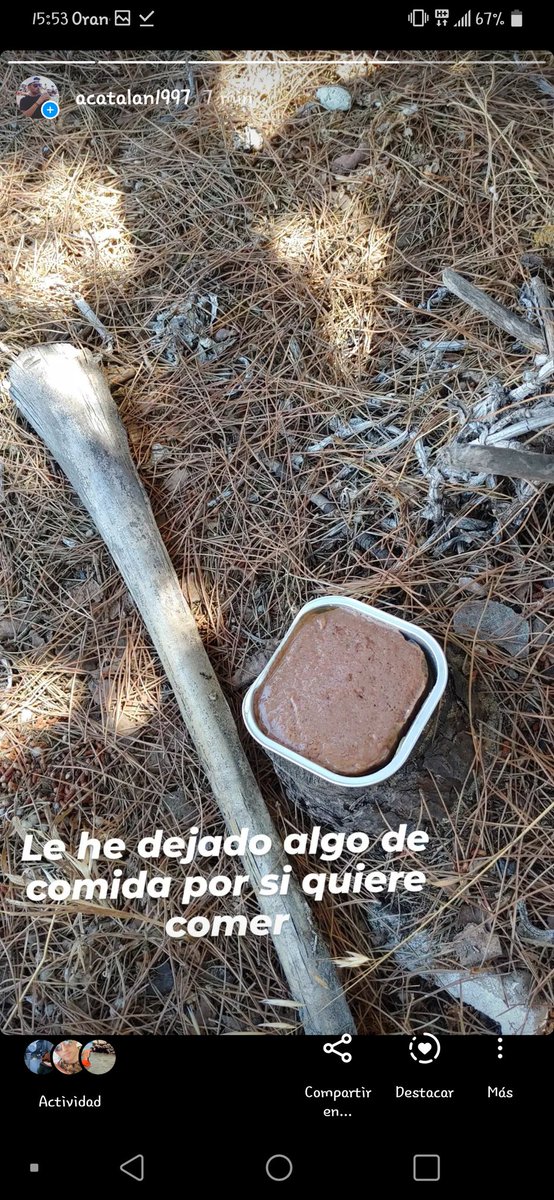 acatalan1997's tweet photo. Matalscañas, Huelva, por la zona de Colina Blanca. Necesito hacerlo viral. Este perrito lleva como 2 o 3 semanas vagando por las calles de Matalascañas, y necesito hacérselo llegar a alguien que pueda hacerse cargo del perrete, o hacérselo llegar al dueño, si fuese posible (sigo) https://t.co/80QYZkpc1T