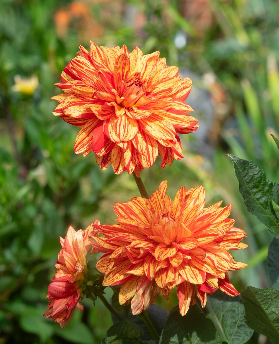Dahlia Neo. It happens every year, the summer holidays start and the sun goes in, so I'm growing my own sunshine. Red and yellow isn't always a popular combination, what do you think of these?

#dahlia #summerflowers