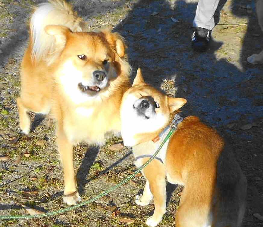 秋田犬ミックス Twitter Search Twitter