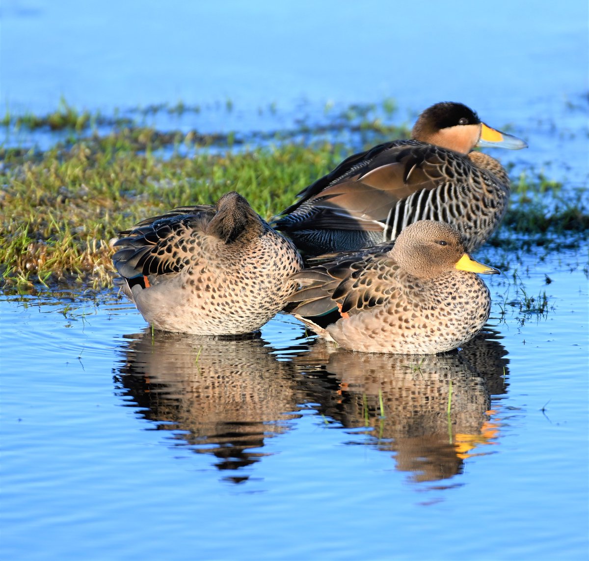 kelper60's tweet photo. Silver teal duck with two teal ducks https://t.co/Ssd0pBb2ON
