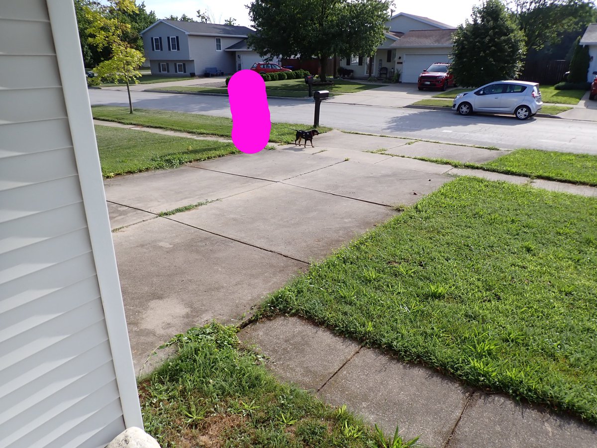 LaurieStrings's tweet photo. I've been sick and my brother walked Rosie this morning since we've missed a couple park visits. When he saw my camera he said just don't get his face in the pic. It was too late to avoid him so I censored him. #HelpfulBrother https://t.co/mBd8YMh89C