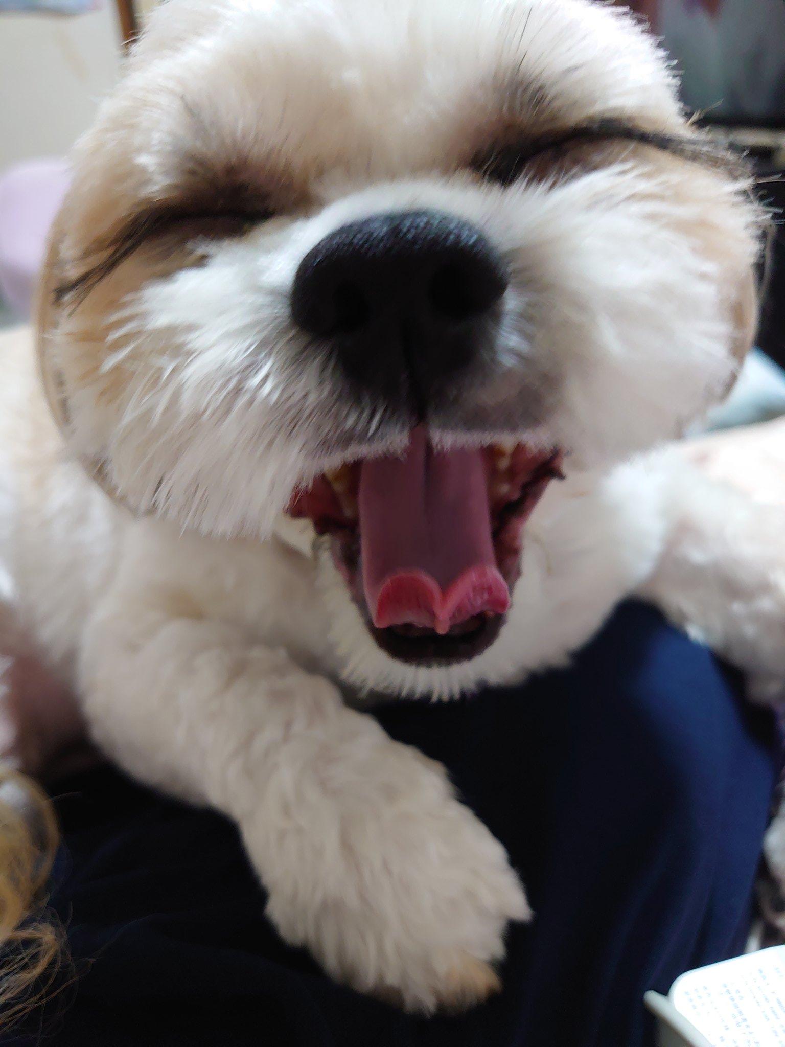 笑う犬の生活 Twitter Search Twitter