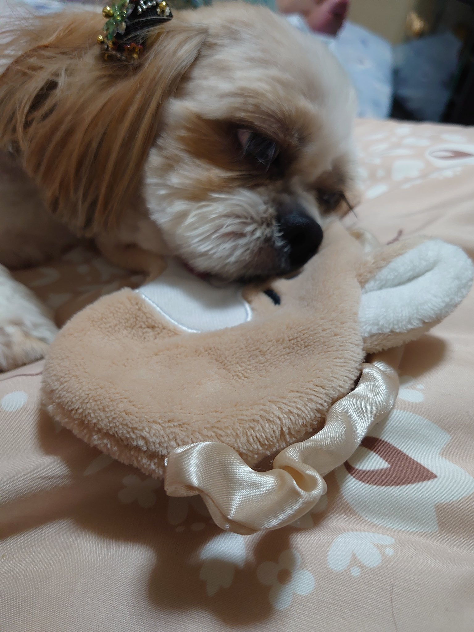 笑う犬の生活 Twitter Search Twitter