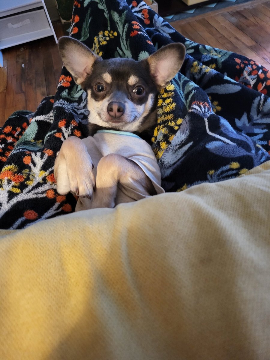 TonyaReneeHall's tweet photo. @mericanmademama We are the same. Except I'm reading a kindle. 😅
Blanket + chihuahua https://t.co/THRi3g7Hia