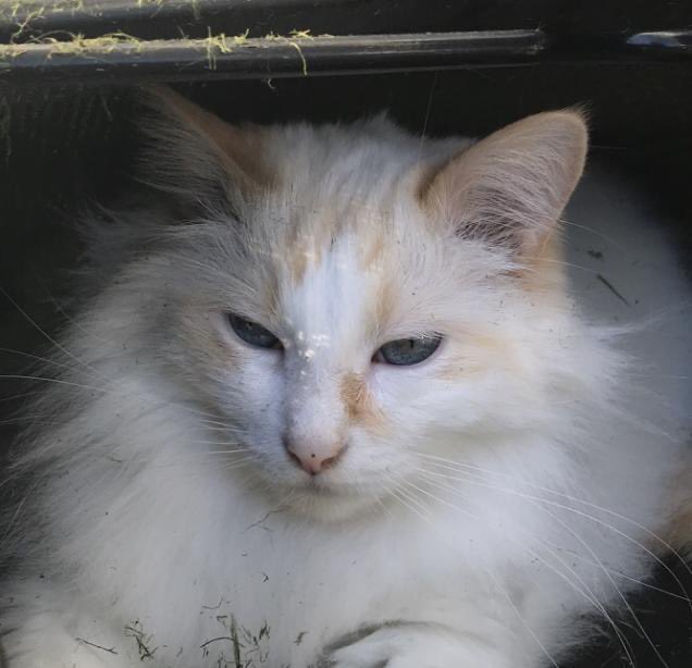 theweegiant's tweet photo. @memesiwish Ask and you shall receive… this is my son Tofu :) https://t.co/p31H5sSV8g