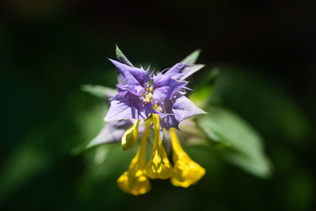 PnEcrins's tweet photo. [L'espèce de la semaine] Le mélampyre des bois 🌼
Quiconque fréquente les sous-bois des Écrins et d’ailleurs a certainement déjà croisé ce beau spécimen coloré. Des fleurs jaune vif en tube et des feuilles supérieures violettes : le mélampyre des bois sort le grand jeu ! https://t.co/1DQbSTqEos