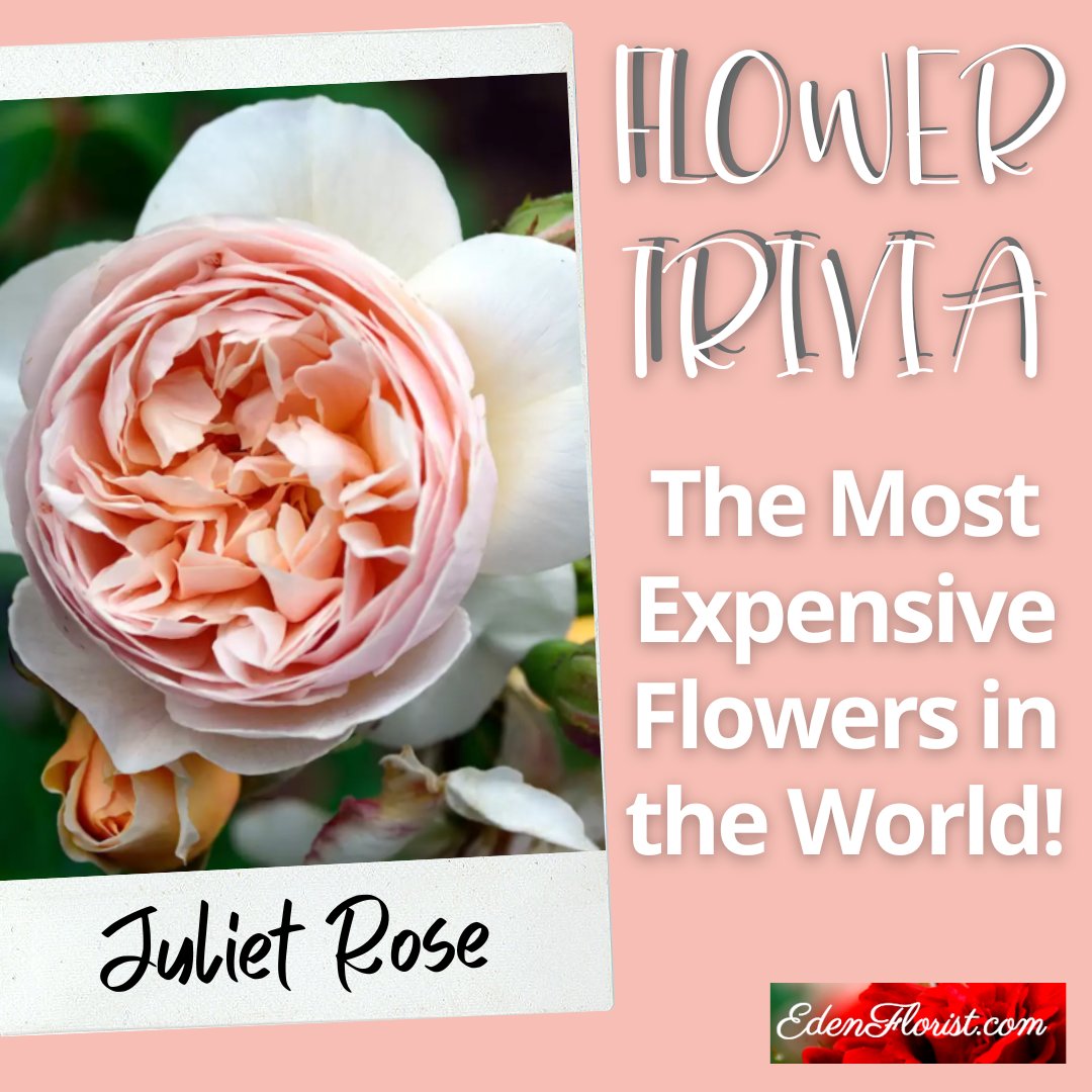 tulipstalk's tweet photo. DYK... The Juliet Rose is not only considered to be one of the rarest flowers in the world, but it's also the rarest rose in the world because it took 15 years for rose breeder David Austin to cultivate the flower in England. https://t.co/wJayjbGDLU