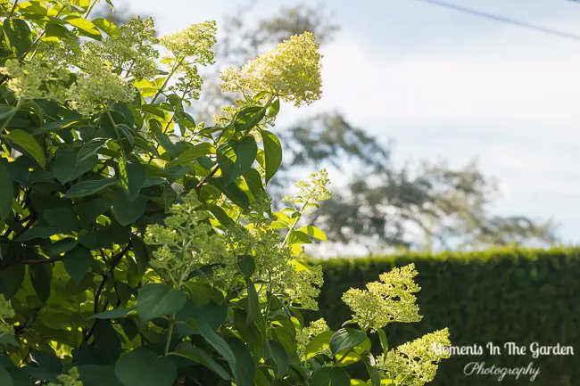 MomentsintheG's tweet photo. Welcome to August.  Flowers forming on my hydrangea paniculata.  It has grown so big.  #hydrangeapaniculata #hydrangealimelight #floweringshrub #featureshrub #momentsinthegardenphotography https://t.co/YFjQERqDbf