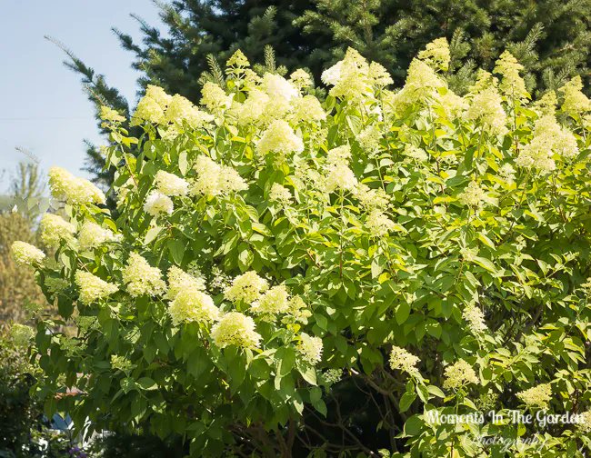 MomentsintheG's tweet photo. Welcome to August.  Flowers forming on my hydrangea paniculata.  It has grown so big.  #hydrangeapaniculata #hydrangealimelight #floweringshrub #featureshrub #momentsinthegardenphotography https://t.co/YFjQERqDbf