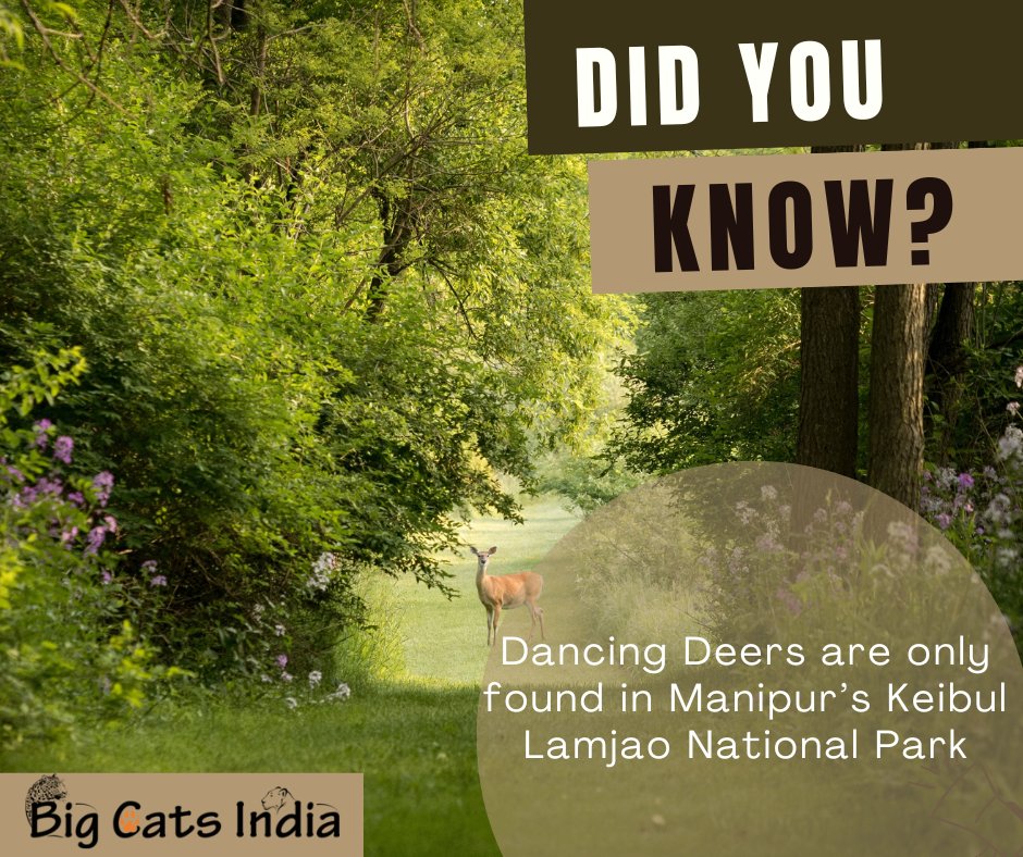 BigCatsIndia's tweet photo. There are 260 Dancing deers in Keibul Lamjao National Park.
#dancingdeer #DidYouKnow
#animalfacts #wildlifeindia #Facts #manipur #bigcatsindia #bigcatssafari #safariwithbigcats #KeibulLamjaoNationalPark https://t.co/rqBFc99vn5