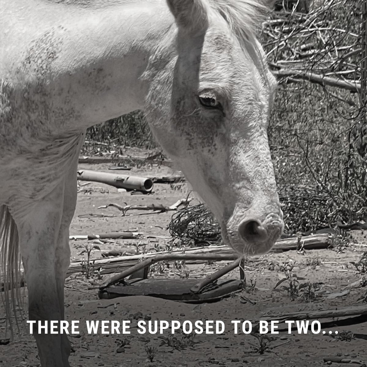 Habitat for Horses tweet media