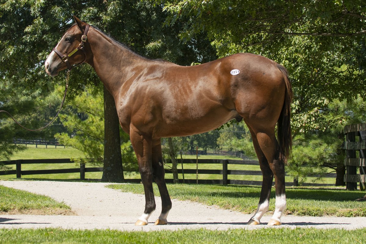 TaylorMadeSales's tweet photo. 🌞(TM WEEKEND RECAP📰)
🏆NEWGATE (53)⭐TDN Rising Star⭐, winner of the 6th @DelMarRacing ✔️Impressive MSW debut 👌
🏆JACKIE'S WARRIOR (2271), winner of a Grade One at @SaratogaRace making 3 years in a row ✔️Geared down and effortless 🚀
Congrats to all connections👏 #TMGRADS https://t.co/Vw6ruy7IeP
