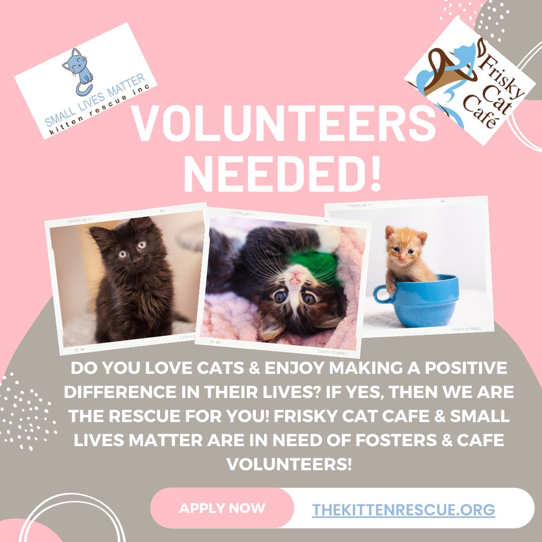 FriskyCatCafe's tweet photo. We are looking for volunteers! If interested, please apply at https://t.co/uH1Os5qgBA

#THANKYOU! #smalllivesmatterkittenrescue #friskycatcafe #helpsavealive #catlove https://t.co/Uu9B95aYYn