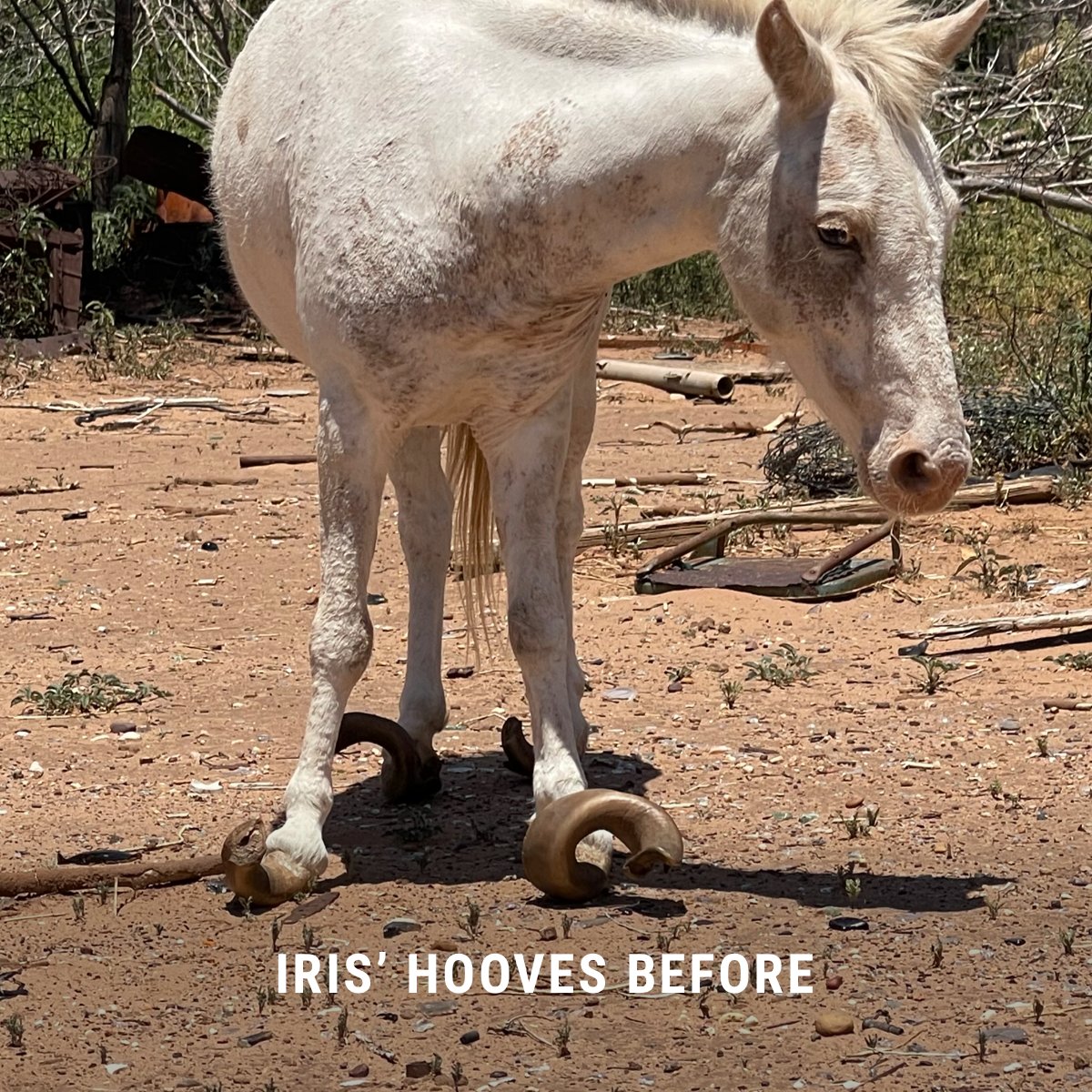 Habitat for Horses tweet media