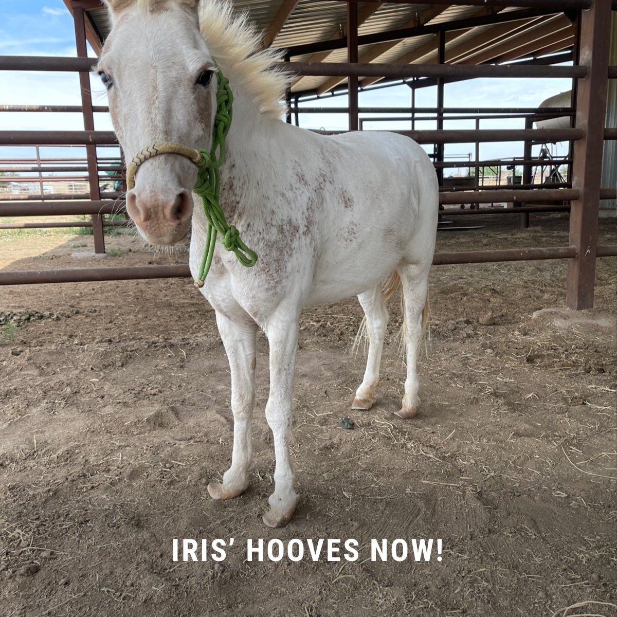Neglected and abused, Butterfly didn’t make it. So we made a promise to her friend Iris that we’ll do everything we can to keep her alive. Will you rush a gift to help us keep that promise? bit.ly/HelpTodayTW2022

#HabitatforHorses #AnimalEmergency #EmergencyRescue