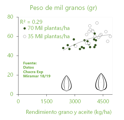 HugoMiraMar's tweet photo. #Girasol #BajaDensidad #Sunflower #Density. #Consultas Hasta donde bajo densidad en #Girasol en el #SudesteBsAs? #Datos @ChacraMiramar 18/19. #PlasticidadReproductiva por #Numero y #PesoDeMil en 35 MilPlantas/ha. #Estabilidad en #Rendimiento. Mas que #Densidad, ->#LogroCultivo https://t.co/yLU7alJzsW
